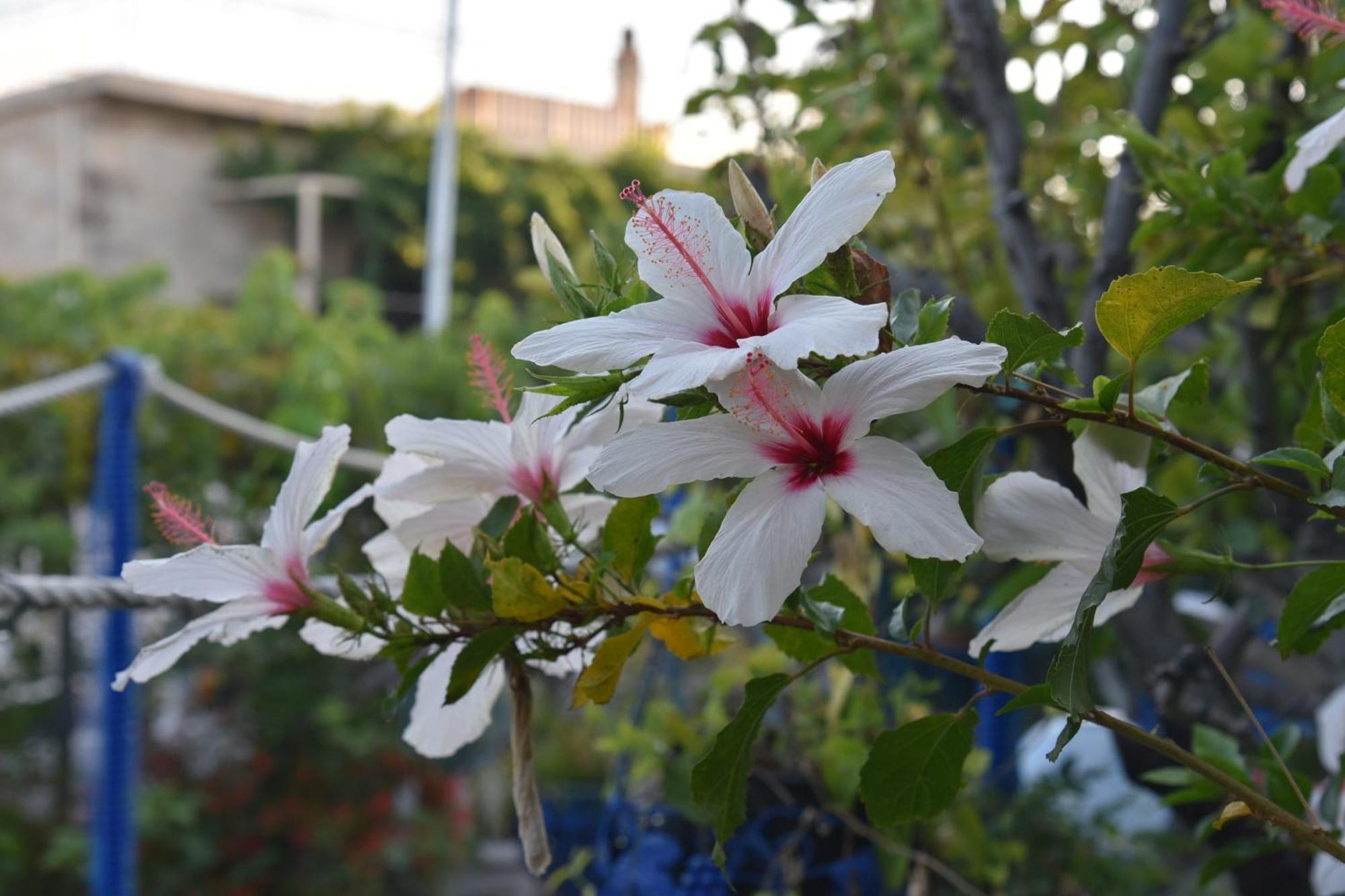 Relaxing And Comfortable Near Falasarna Beaches 公寓 *